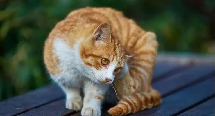 猫叫声：一个公开的猫叫声数据集