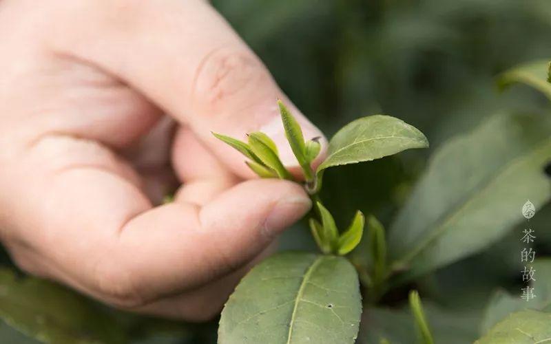 观象茶叶发酵分类_28数据集