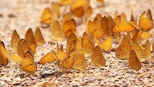 Butterfly20蝴蝶的种类，科目数据集